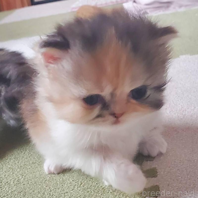 販売中の愛知県のスコティッシュフォールド-135256の2枚目