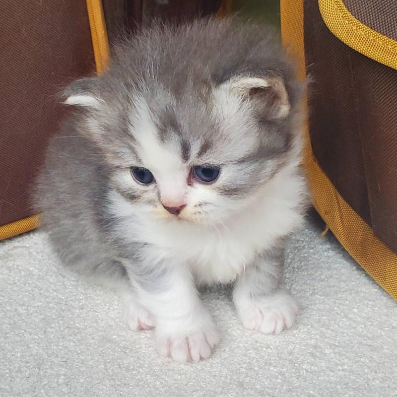 販売中の愛知県のスコティッシュフォールド-135257の10枚目