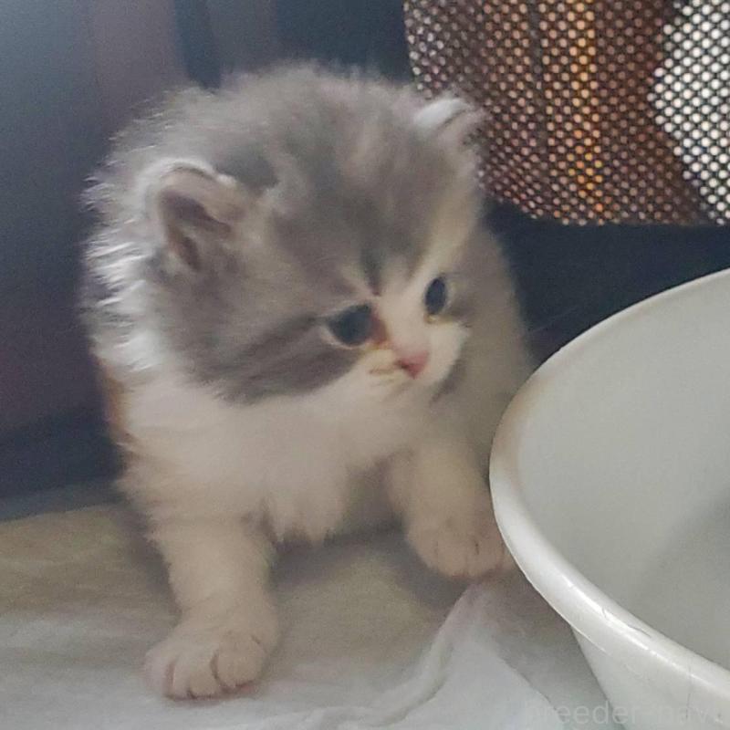 販売中の愛知県のスコティッシュフォールド-135257の8枚目