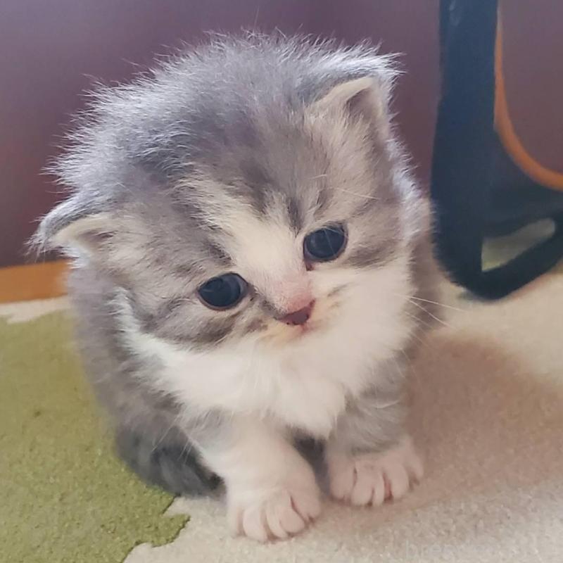 販売中の愛知県のスコティッシュフォールド-135257の1枚目