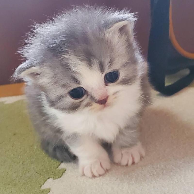 販売中の愛知県のスコティッシュフォールド-135257の7枚目