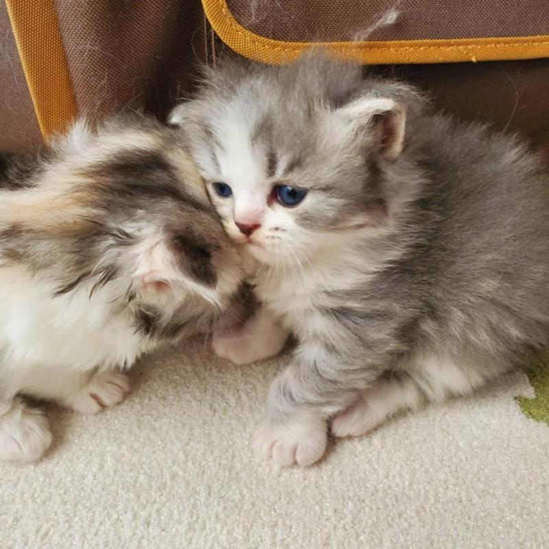 販売中の愛知県のスコティッシュフォールド-135257の6枚目