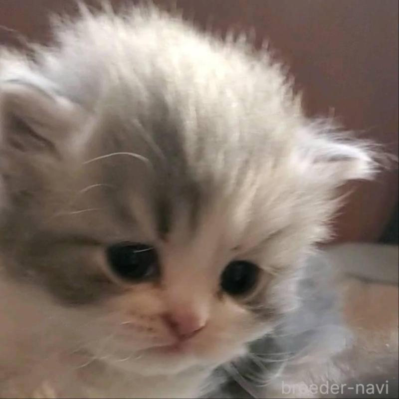 販売中の愛知県のスコティッシュフォールド-135257の5枚目