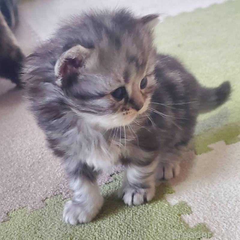 販売中の愛知県のスコティッシュフォールド-135257の3枚目