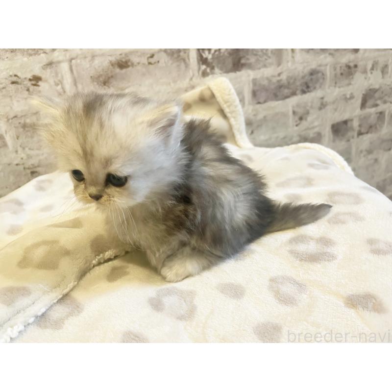 販売中の島根県のミヌエット(短足)-135258の5枚目