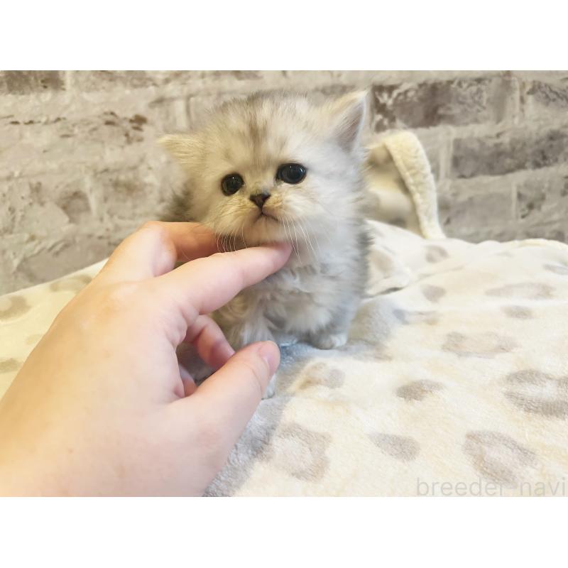 販売中の島根県のミヌエット(短足)-135258の3枚目