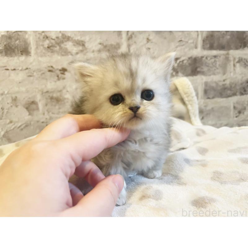 販売中の島根県のミヌエット(短足)-135258の2枚目