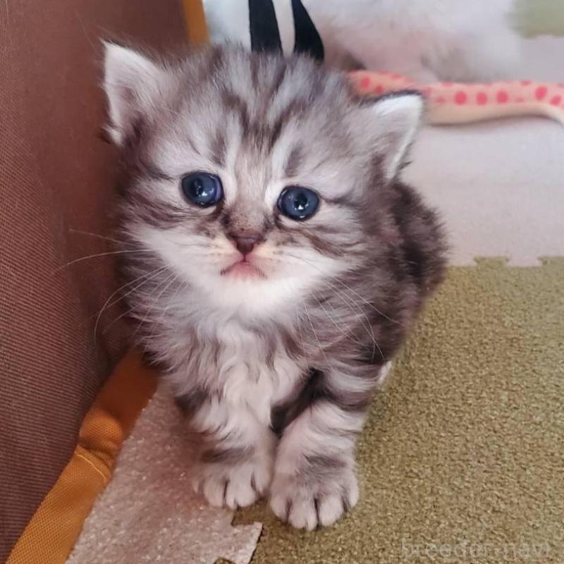 販売中の愛知県のスコティッシュフォールド-135259の12枚目