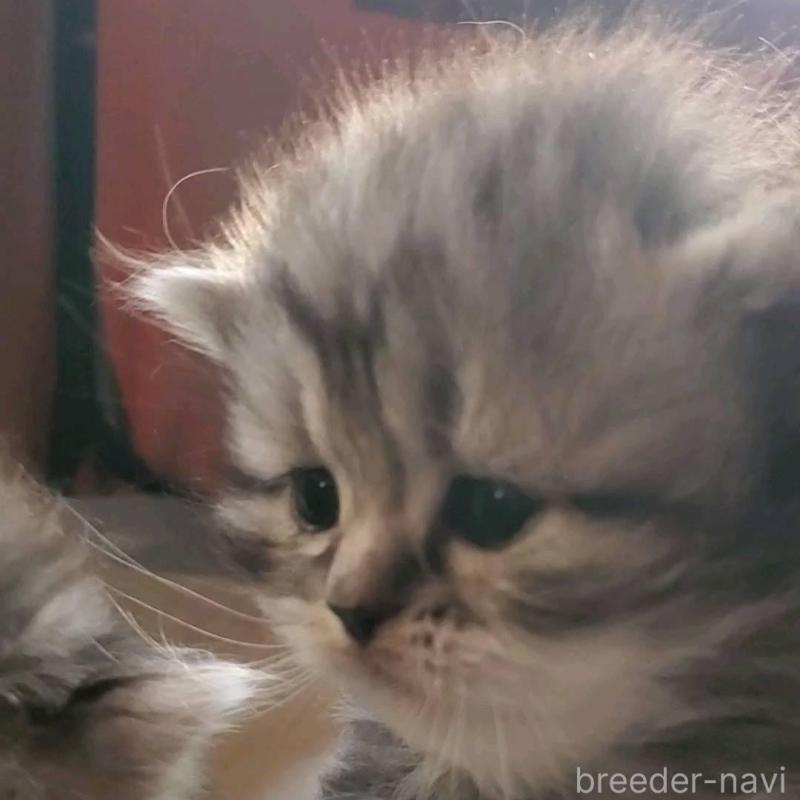 販売中の愛知県のスコティッシュフォールド-135259の10枚目