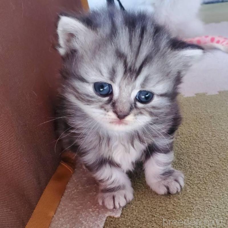 販売中の愛知県のスコティッシュフォールド-135259の8枚目