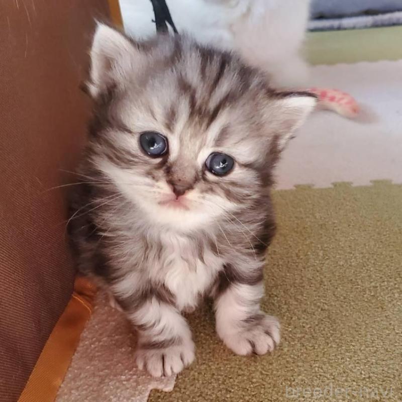 販売中の愛知県のスコティッシュフォールド-135259の7枚目