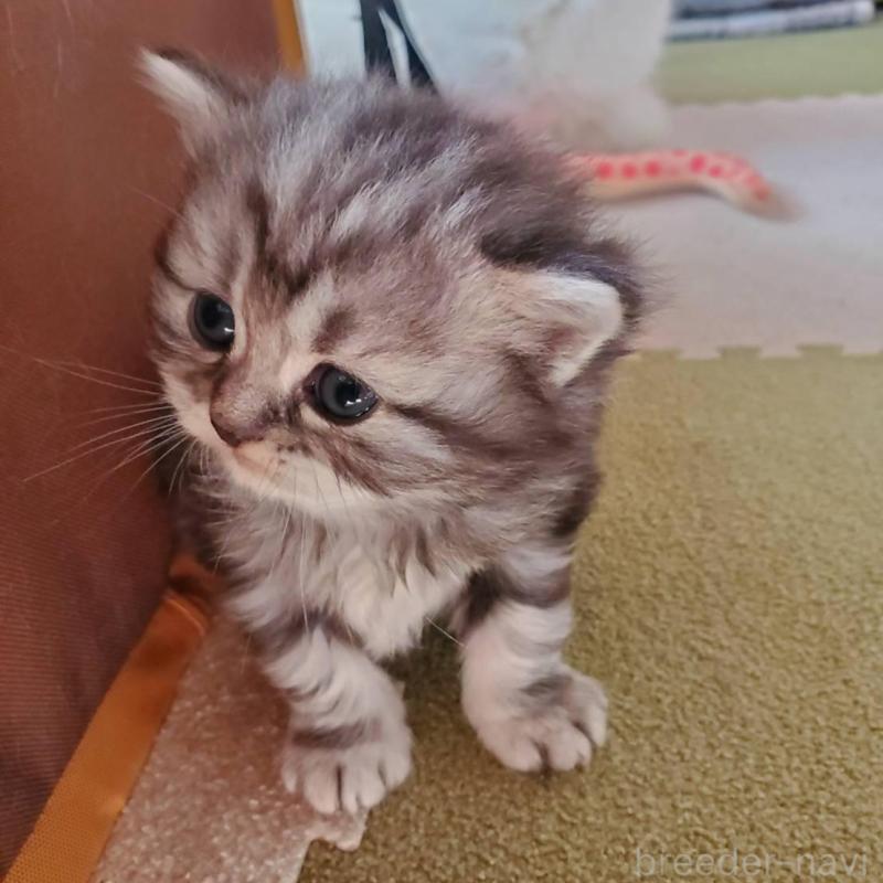 販売中の愛知県のスコティッシュフォールド-135259の6枚目