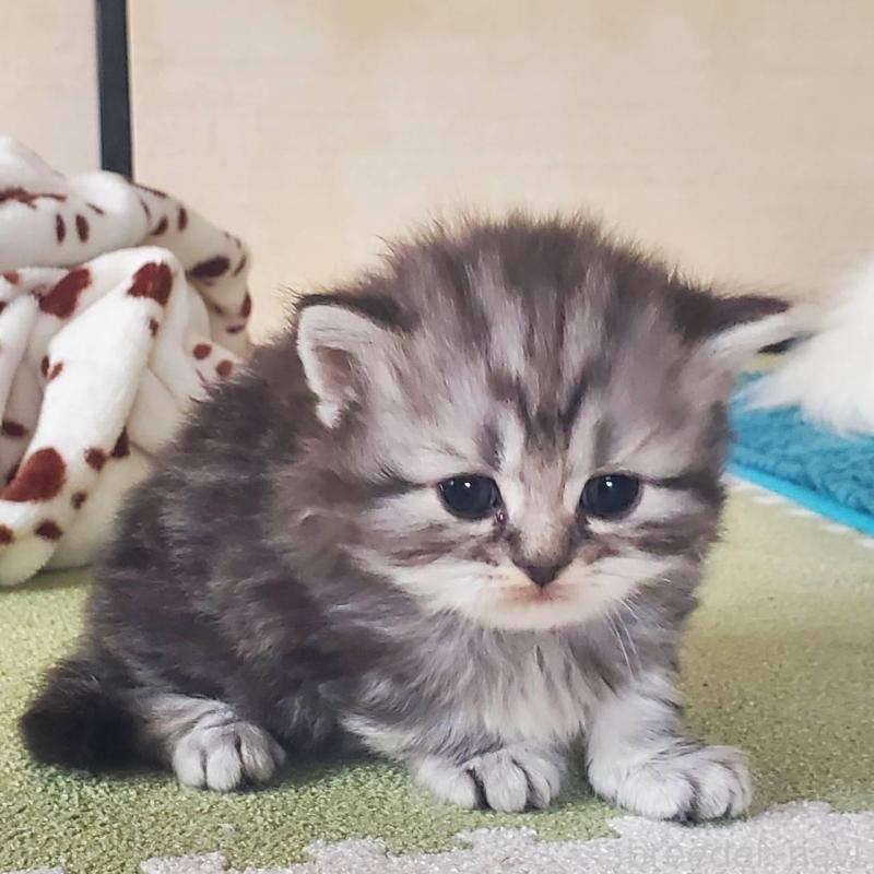 販売中の愛知県のスコティッシュフォールド-135259の4枚目