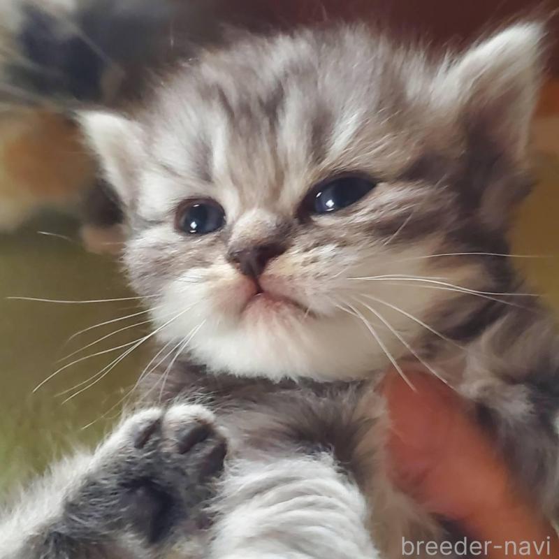 販売中の愛知県のスコティッシュフォールド-135259の3枚目