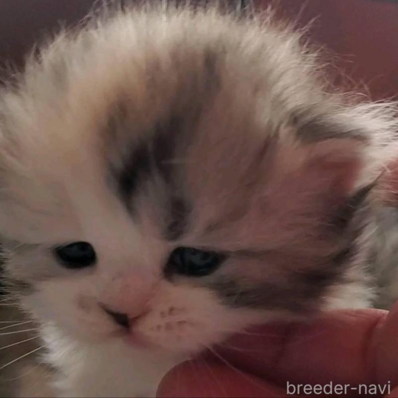 販売中の愛知県のスコティッシュフォールド-135260の9枚目