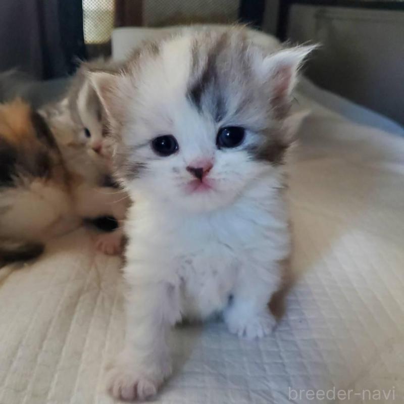 販売中の愛知県のスコティッシュフォールド-135260の7枚目