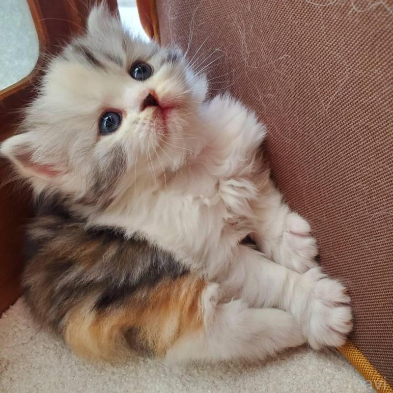 販売中の愛知県のスコティッシュフォールド-135260の5枚目