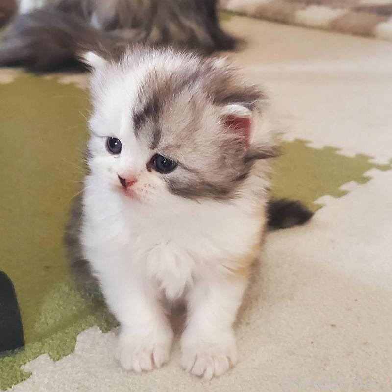 販売中の愛知県のスコティッシュフォールド-135260の4枚目