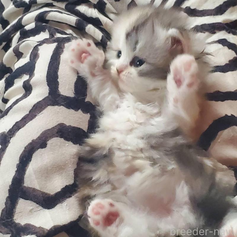 販売中の愛知県のスコティッシュフォールド-135260の3枚目