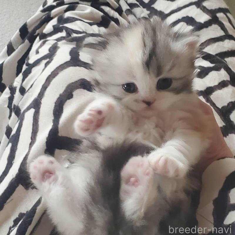 販売中の愛知県のスコティッシュフォールド-135260の2枚目