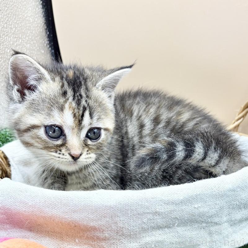 販売中の兵庫県のスコティッシュフォールド-135262の6枚目