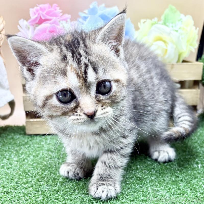 販売中の兵庫県のスコティッシュフォールド-135262の1枚目