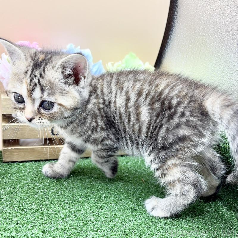 販売中の兵庫県のスコティッシュフォールド-135262の5枚目