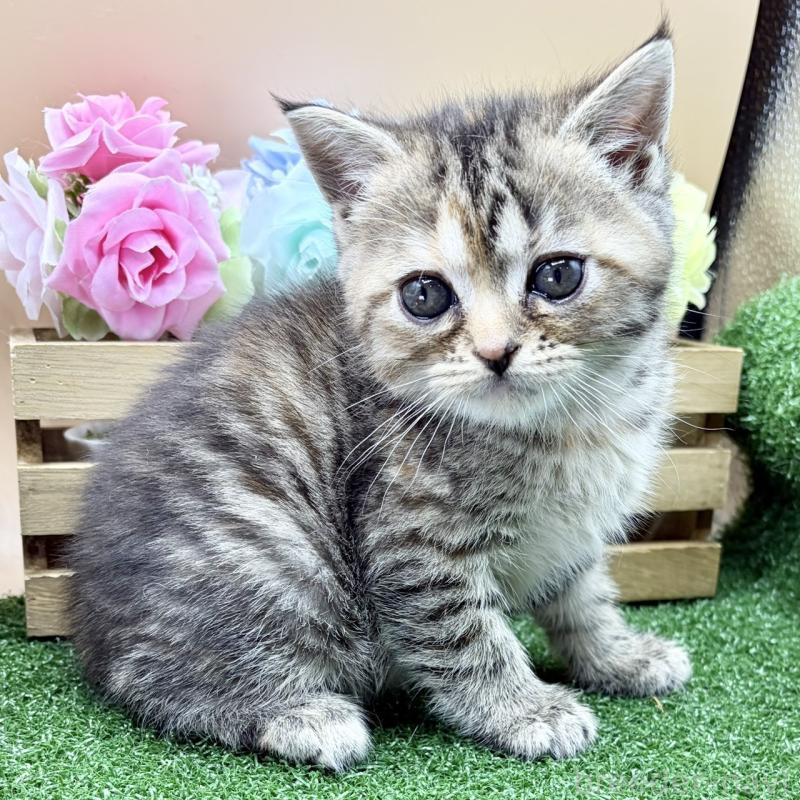 販売中の兵庫県のスコティッシュフォールド-135262の4枚目