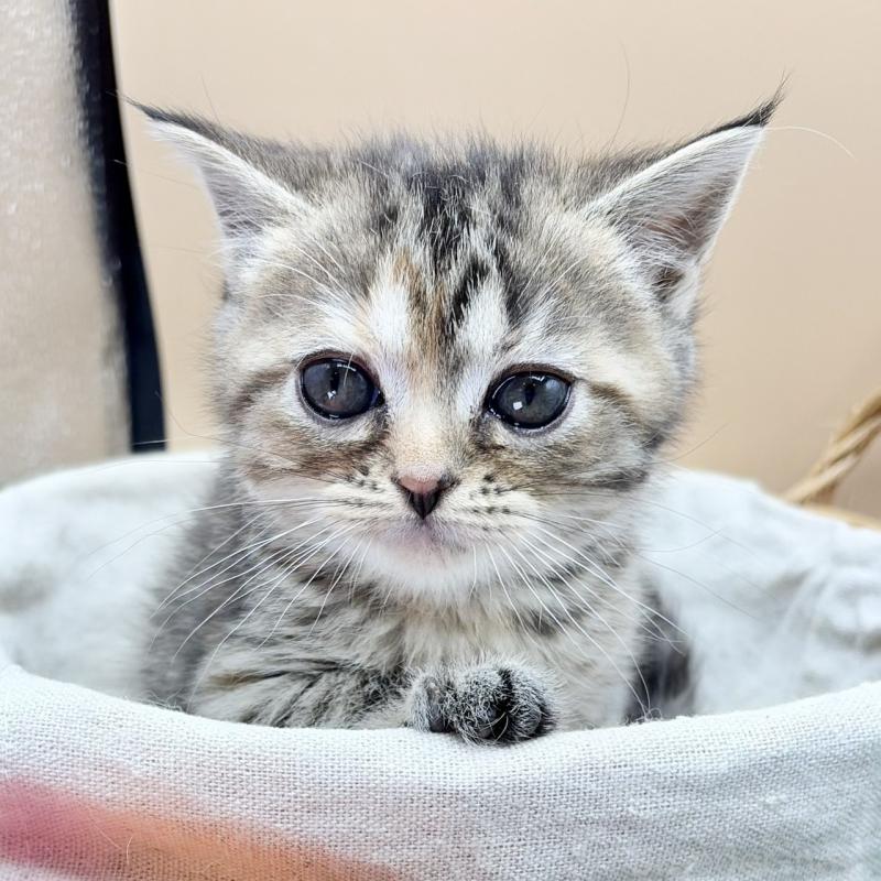 販売中の兵庫県のスコティッシュフォールド-135262の3枚目