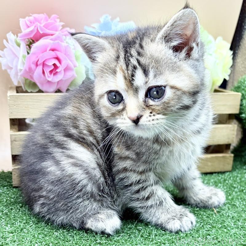 販売中の兵庫県のスコティッシュフォールド-135262の2枚目