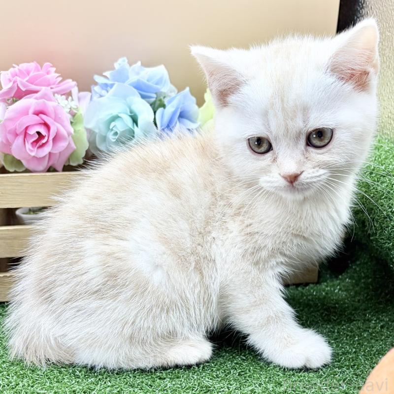 販売中の兵庫県のスコティッシュフォールド-135264の6枚目