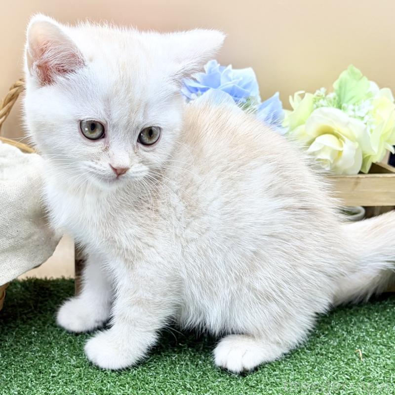 販売中の兵庫県のスコティッシュフォールド-135264の5枚目