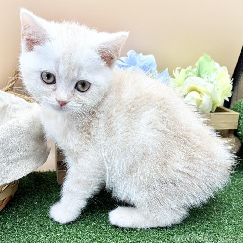 販売中の兵庫県のスコティッシュフォールド-135264の4枚目