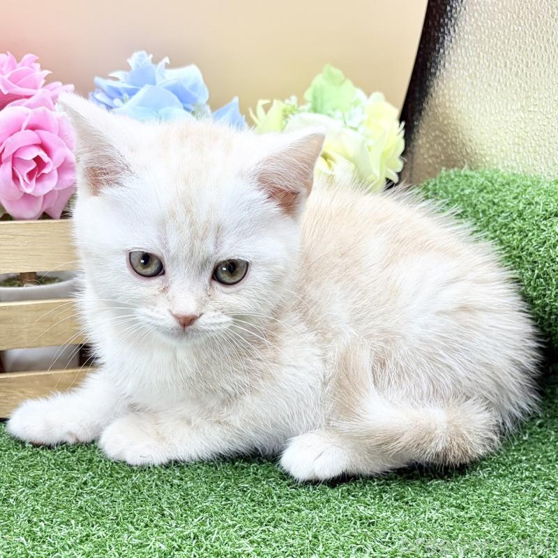 販売中の兵庫県のスコティッシュフォールド-135264の3枚目