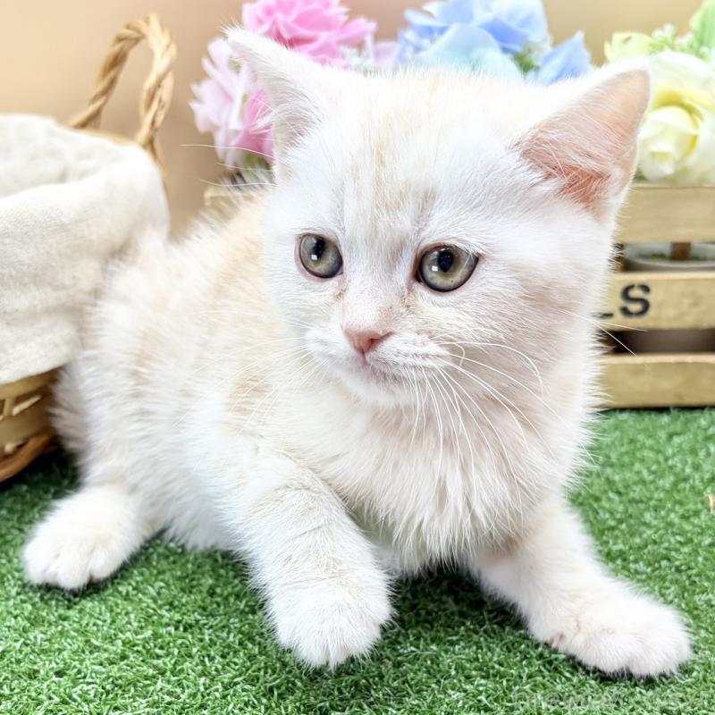 販売中の兵庫県のスコティッシュフォールド-135264の2枚目