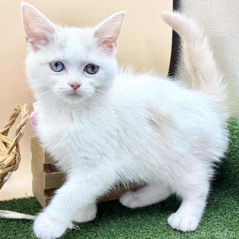 販売中の兵庫県のスコティッシュフォールド-135265の5枚目