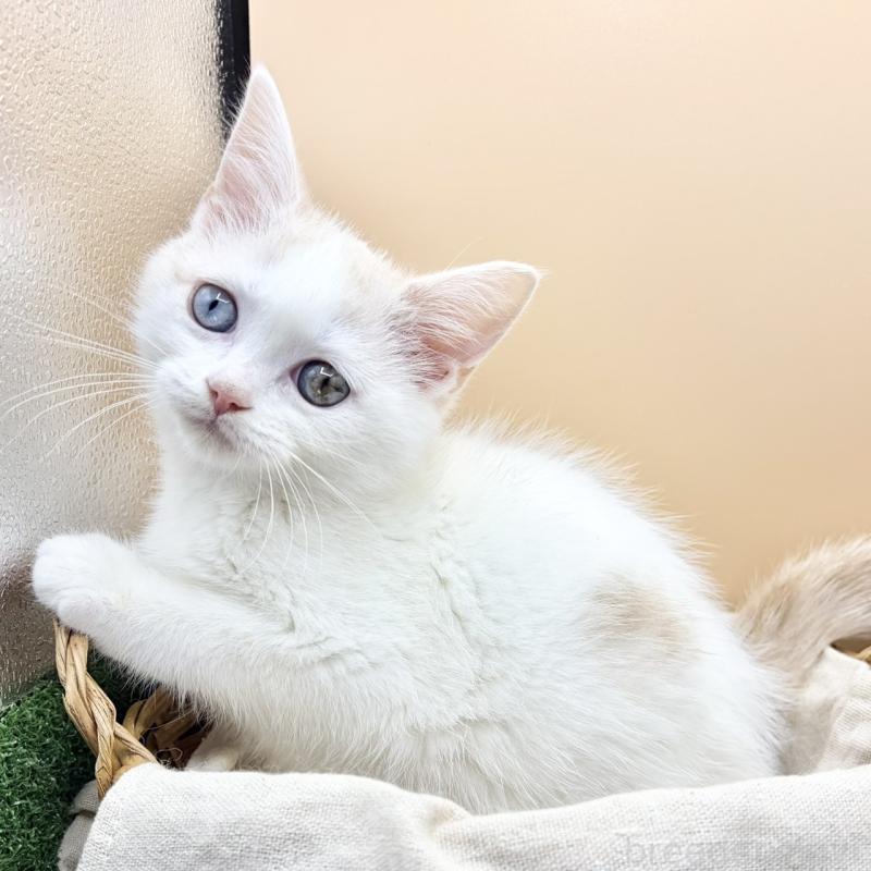 販売中の兵庫県のスコティッシュフォールド-135265の4枚目