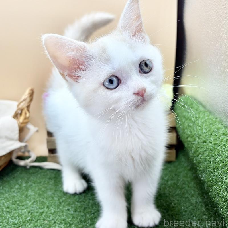 販売中の兵庫県のスコティッシュフォールド-135265の3枚目