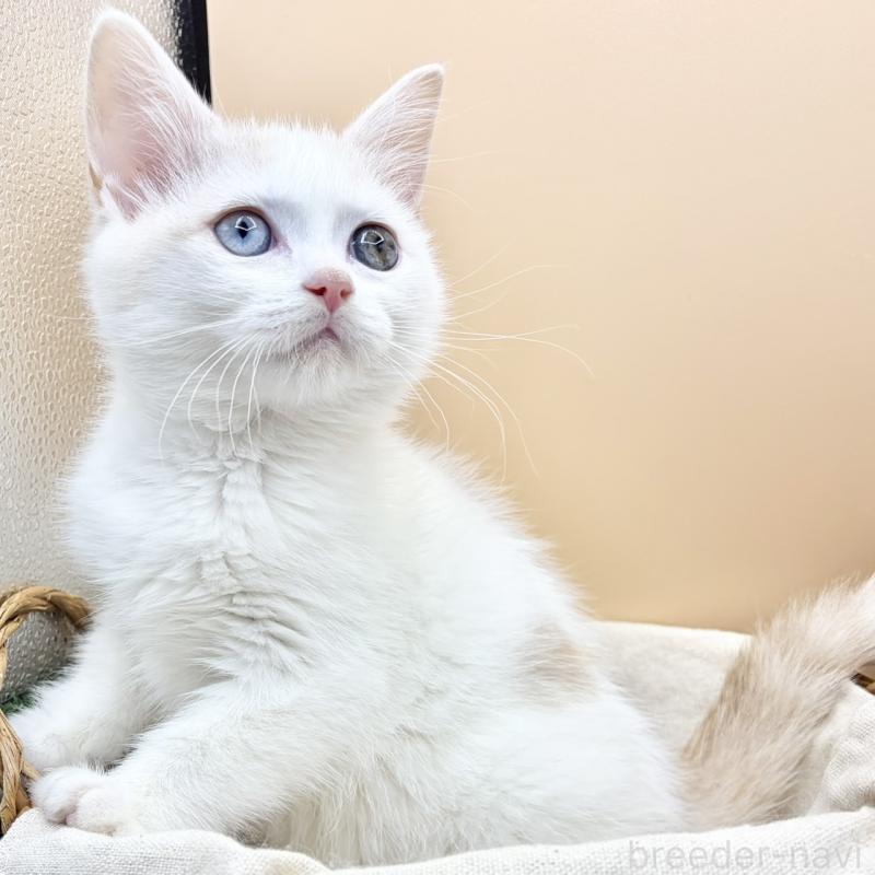 販売中の兵庫県のスコティッシュフォールド-135265