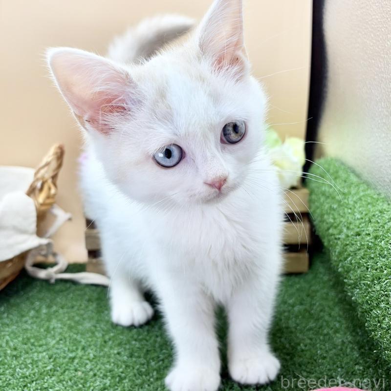 販売中の兵庫県のスコティッシュフォールド-135265の2枚目