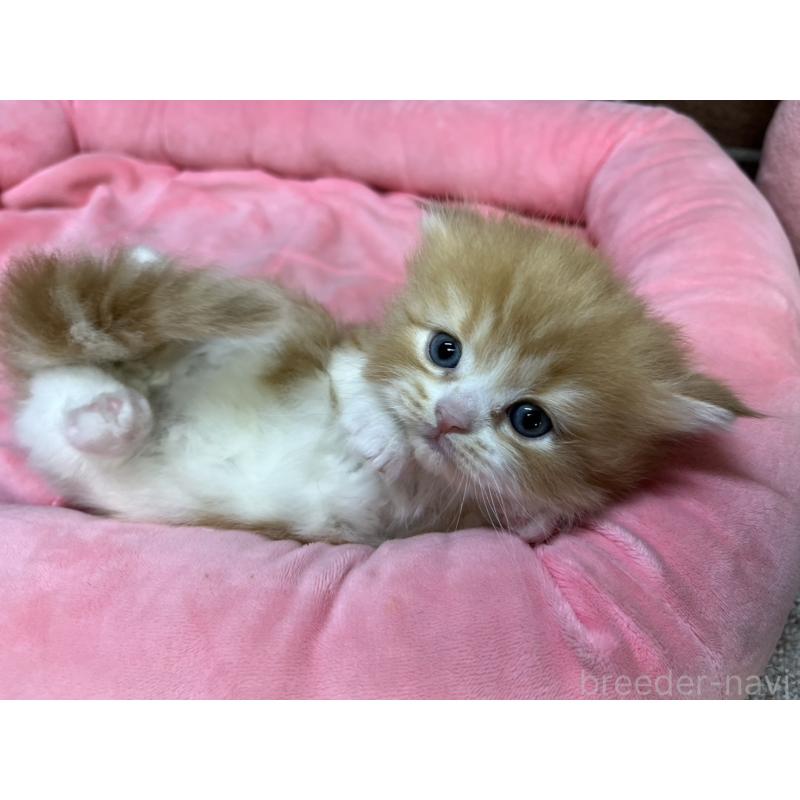 販売中の東京都のスコティッシュフォールド-135266の11枚目