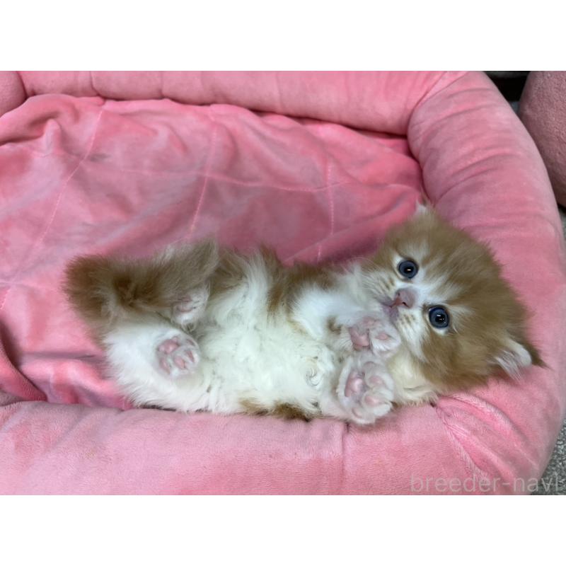 販売中の東京都のスコティッシュフォールド-135266の10枚目