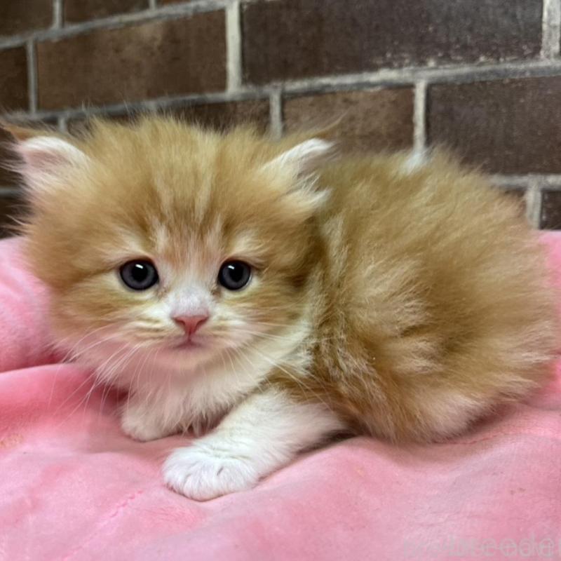 販売中の東京都のスコティッシュフォールド-135266の9枚目