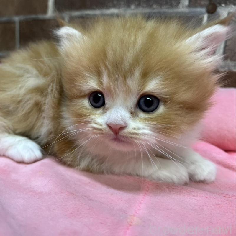 販売中の東京都のスコティッシュフォールド-135266の8枚目