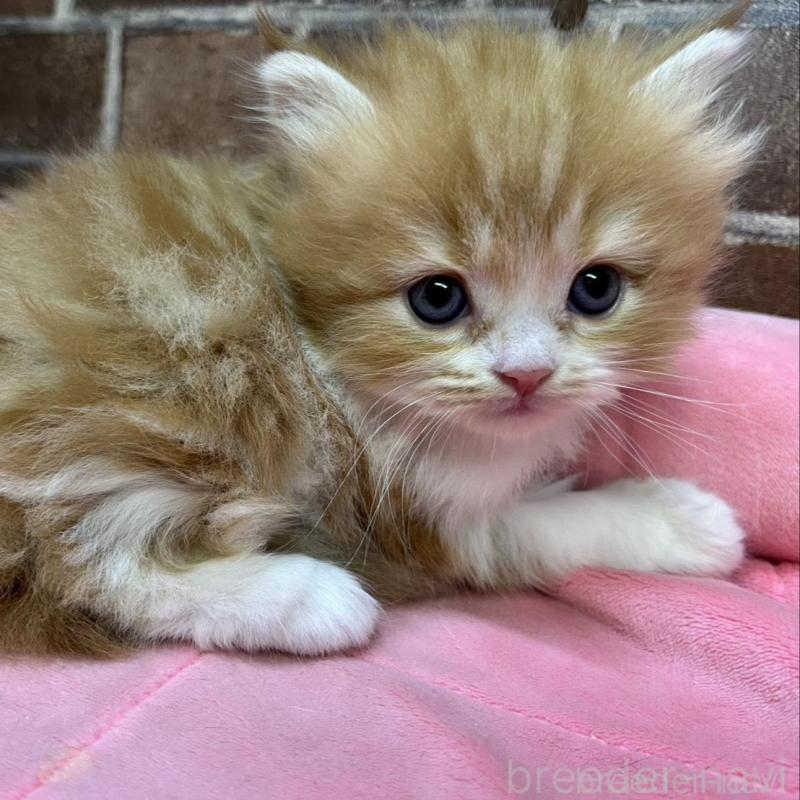 販売中の東京都のスコティッシュフォールド-135266の7枚目