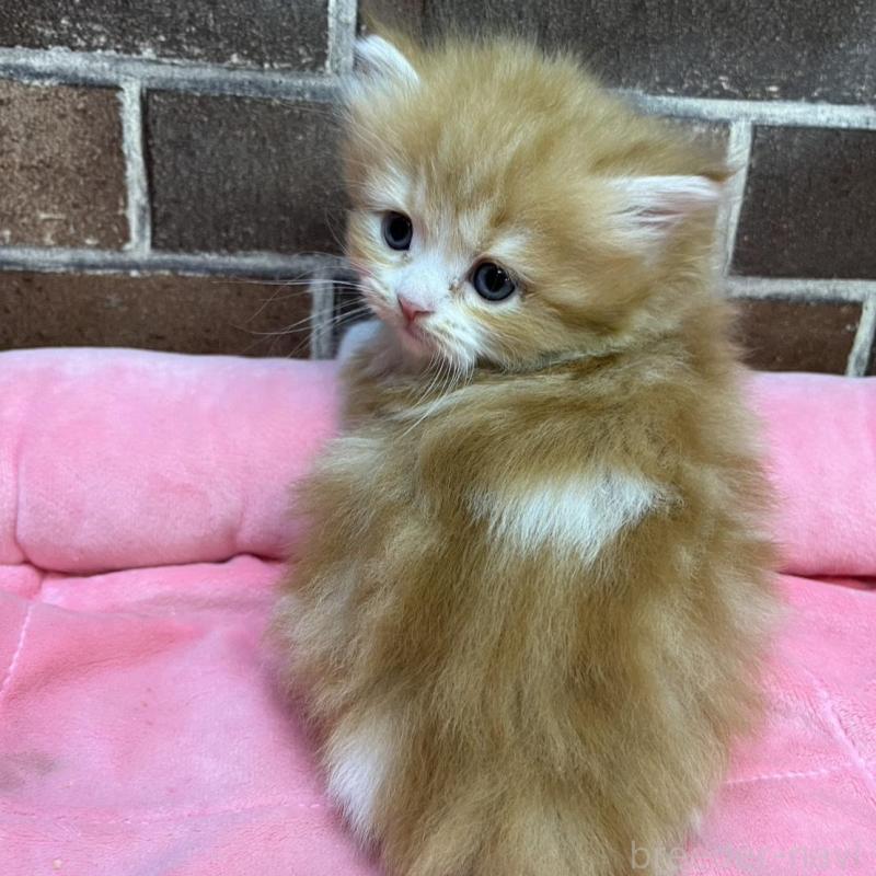 販売中の東京都のスコティッシュフォールド-135266の6枚目