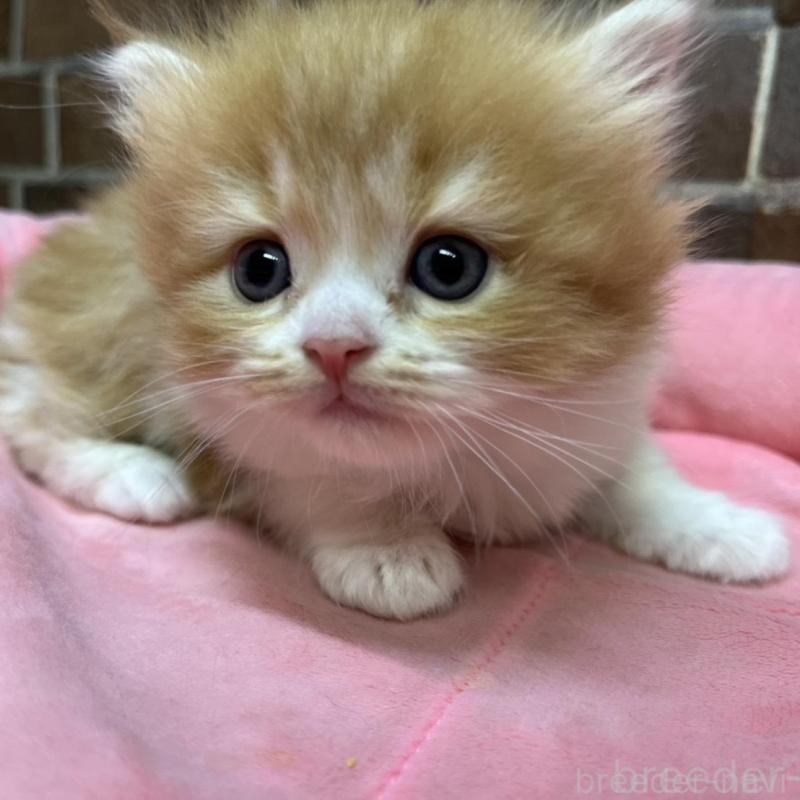 販売中の東京都のスコティッシュフォールド-135266の5枚目