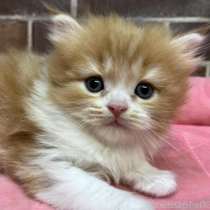 販売中の東京都のスコティッシュフォールド-135266の1枚目