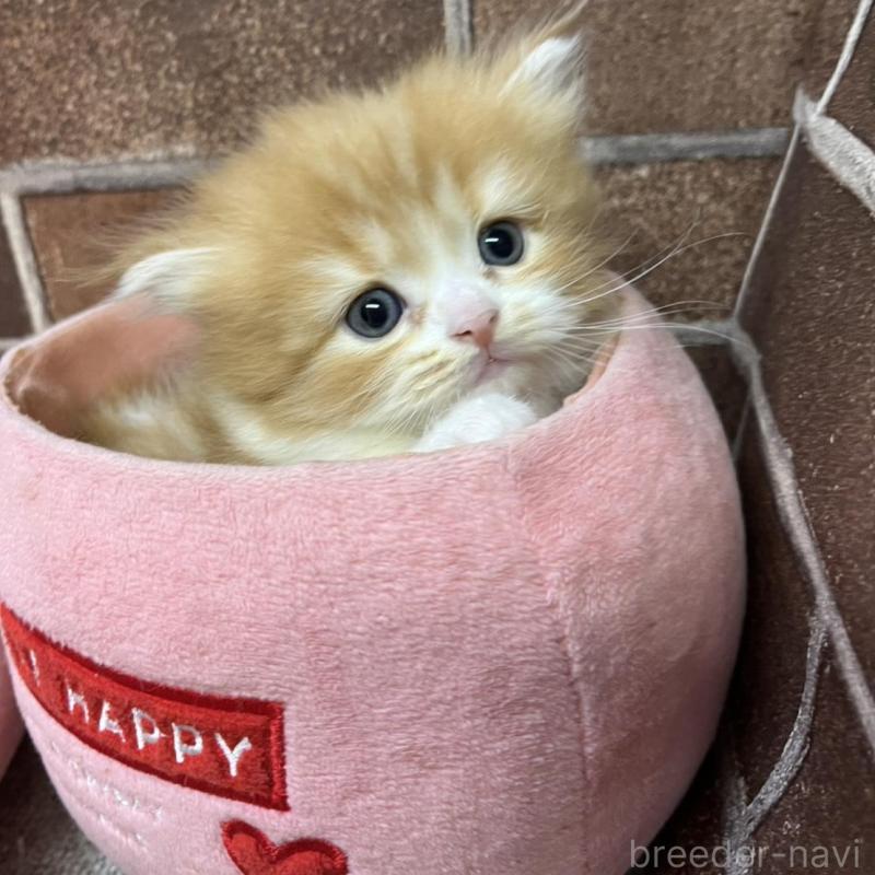 販売中の東京都のスコティッシュフォールド-135266の4枚目