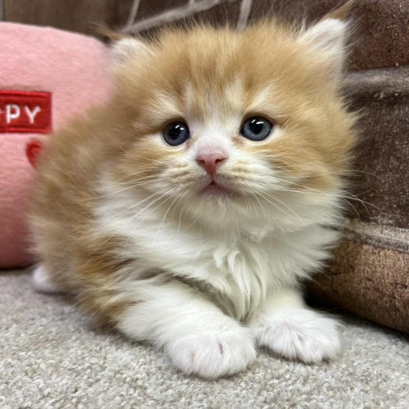 販売中の東京都のスコティッシュフォールド-135266の3枚目